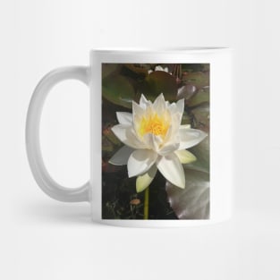 Single white waterlily photograph Mug